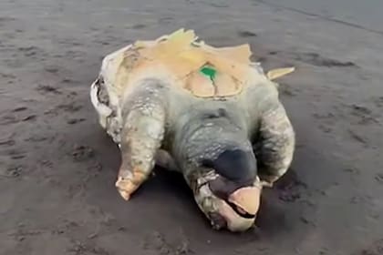 Los ejemplares hallados sin vida corresponden a la especie conocida como Caretta Caretta o tortuga cabezona