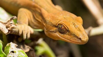 Los ejemplares marrones de anole de Carolina suelen presentar marcas sutiles a lo largo de la espalda