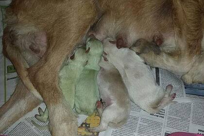Los ejemplares nacieron en Laguna de Duero