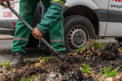 Los ejemplares serán distribuidos en 7500 nuevas planteras y 6131 planteras que se detectaron vacías; los restantes 4443 irán a espacios verdes