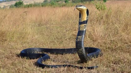 Los elápidos son una familia de serpientes altamente venenosas