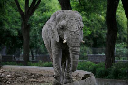 Los elefantes, como Mara, esperan el traslado; mientras tanto, seguirán al cuidado de los veterinarios en su recinto y no estarán en exhibición