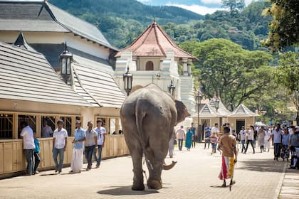 Los elefantes, considerados sagrados, deambulan en libertad 
