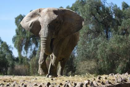 Santiago Maratea y Daniela Cardone están en conflicto por el futuro de Tamy, un elefante del exzoo de Mendoza