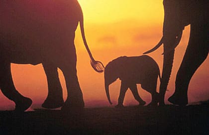 Si aparece una cría de elefante en un sueño, da indicio de un nuevo comienzo