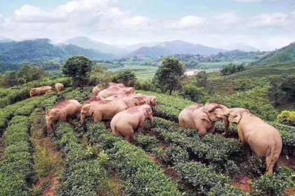 Los elefantes visitan regularmente las aldeas en China