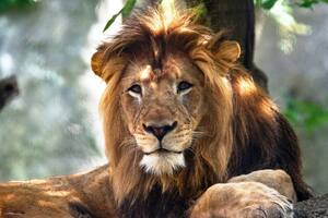 Los empleados del zoo no pudieron detener el ataque que mató al león