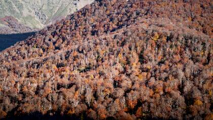 Los encendidos colores del otoño sobre el bosque andino patagónico.