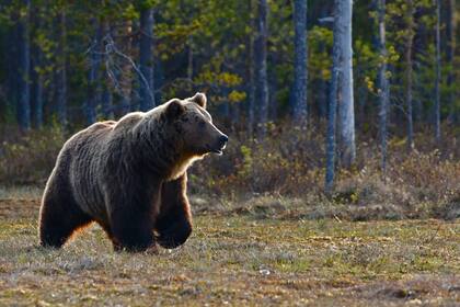 Los encuentros de osos con humanos pueden resultar mortales para ambas especies