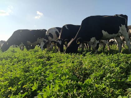Los Encuentros Lecheros son un clásico de la Estación Experimental Agropecuaria INTA General Villegas