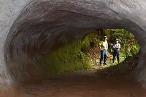 Los enormes túneles llamaron la atención de los científicos (Foto: Earth Touch News)