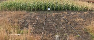 El maíz que fue un éxito en Siberia ahora sorprende en la Patagonia