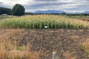El maíz que fue un éxito en Siberia ahora sorprende en la Patagonia