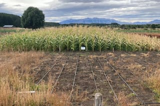 El maíz que fue un éxito en Siberia ahora sorprende en la Patagonia
