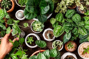 Los errores más comunes en el cuidado de las plantas de interior