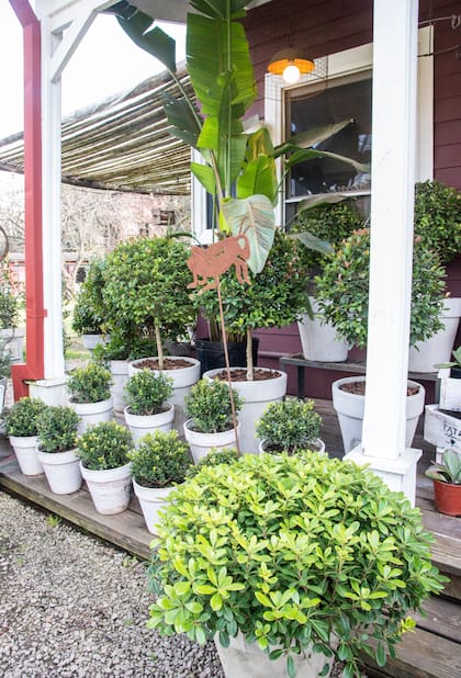 los escalones o desniveles de una galería pueden llenarse de macetas y aprovechar las diferentes alturas