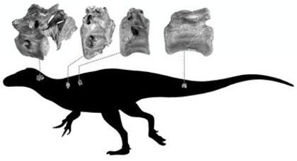 Los espacios de aire en las vértebras del cuello y la espalda permitieron determinar que se trató de un terópodo, pariente de los grandes carnívoros terrestres que dominaron en todo el Cretácico y parte del Jurásico (Darren Naish)