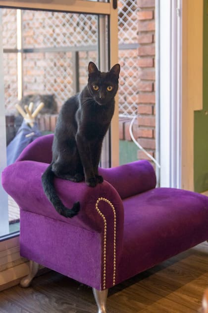 Los espacios reducidos son fundamentales para reducir el estrés felino