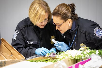 Los especialistas agrícolas de la CBP examinan meticulosamente todas las flores y plantas que entran a Estados Unidos