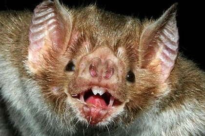 Investigadores descubrieron que cuando los murciélagos vampiro se sienten enfermos, se distancian socialmente de sus compañeros de grupo en su lugar de descanso