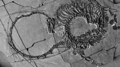 Los especialistas creen que el fósil es de hace 240 millones de años
