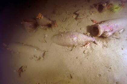 Los especialistas creen que los restos de la nave y su cargamento todavía están enterrados bajo la arena a 70 metros de profundidad