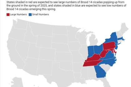 Los especialistas de Cicada Safari impulsan la participación ciudadana para mejorar la precisión de los mapas de emergencia (Cicada Mania, cicada expert Gene Kritsky)