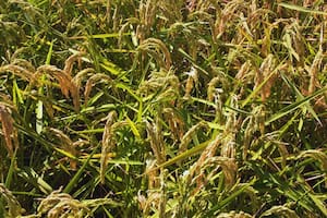 Detectan un peligroso virus que afecta al arroz y recomiendan su monitoreo