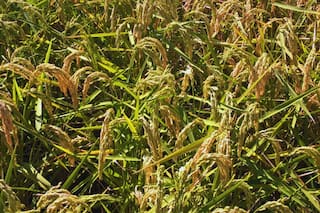 Detectan un peligroso virus que afecta al arroz y recomiendan su monitoreo
