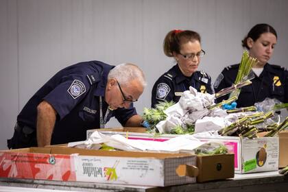 Los especialistas en agricultura de la CBP examinan meticulosamente todas las flores que ingresan a Estados Unidos