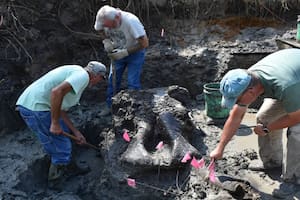 Los especialistas encontraron una pieza craneal bien conservada que pertenecía a un mastodonte