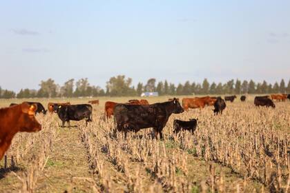 Los especialistas están preocupados por si los animales podrán llegar con vida a Uruguay.