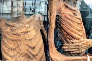 El ‘hallazgo de vida’ en una exposición de momias que tiene preocupados a los expertos