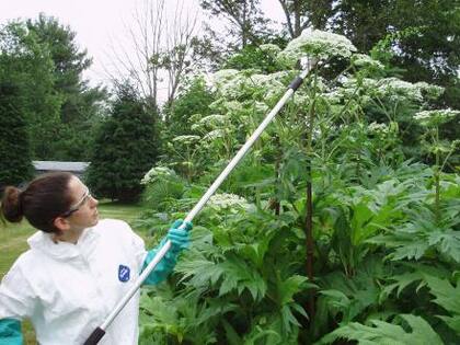 Los especialistas recomiendan a aquellas personas que trabajen en remover estas plantas utilizar protección como seguridad