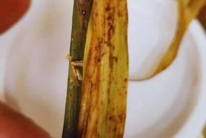 Los especialistas recomiendan el monitoreo