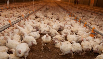 Los especialistas recomiendan no tener contacto con animales muertos o muestren signos de enfermedad