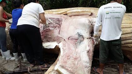 Los especialistas removieron la piel y parte de la carne del animal para preservar la estructura ósea, que será llevada a un museo para estudiarla