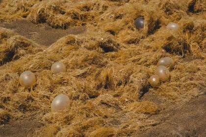 Los especialistas señalan que no son algas, sino que se trataría de animales “simples”, como las medusas