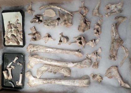 Los especialistas señalaron que fue "unos de los primeros carnívoros placentarios que invadieron el continente isla de Sudamérica