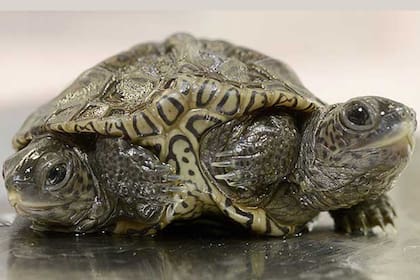 Los especialistas señalaron que los animales con esta condición no suelen vivir mucho aunque su evolución les da esperanzas de que sobreviva