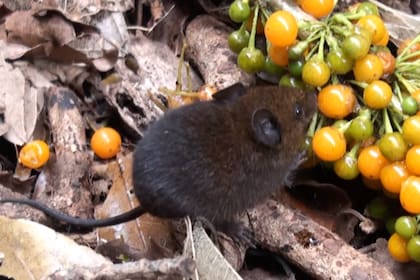 Los especialistas sostuvieron que pequeñas modificaciones neuronales pueden generar conductas vocales nuevas
