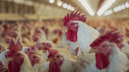 Los especialistas vigilan la aparición de síntomas respiratorios en personas con antecedente de contacto con aves enfermas