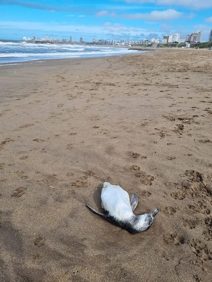 Los especímenes aparecieron en las playas de Mar del Plata.