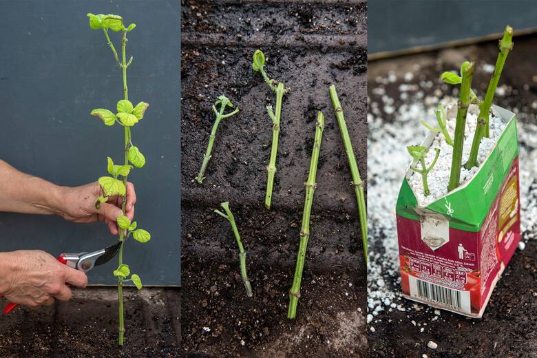 El ABC de la jardinería de otoño: cómo sembrar y multiplicar nuestras plantas en esta época