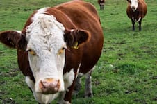 Inundaciones: el Senasa flexibilizó exigencias sanitarias para la ganadería en tres provincias