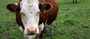 El Senasa flexibilizó exigencias sanitarias para la ganadería en tres provincias