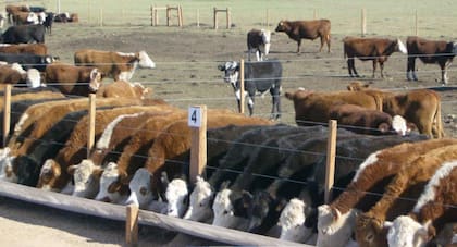 Los establecimientos de engorde a corral acumulan existencias cercanas a los 2,06 millones de bovinos, según datos del Senasa