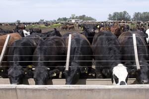 Carne: cómo impactó la menor hacienda en feedlots en la suba de precios al público