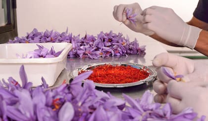 Los estigmas del azafrán (tres por flor) deben arrancarse a mano.