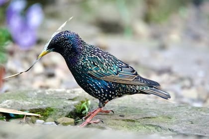 Los estorninos incluyen tallos de plantas aromáticas en la confección de sus nidos
